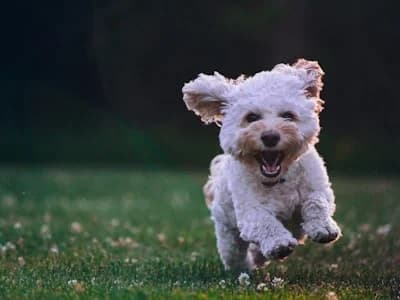 Golden retriever puppy running on grass